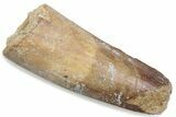 Fossil Spinosaurus Tooth - Feeding Worn Tip #376576-1